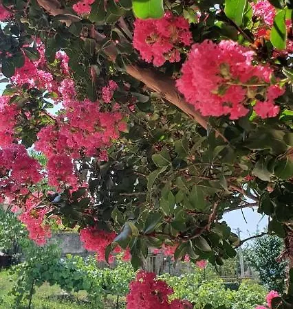 Affittacamere Flower *